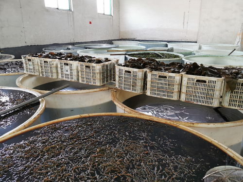 瑞江食品廠廣納賢才 誠(chéng)聘車(chē)間男女工與飼料銷(xiāo)售精英